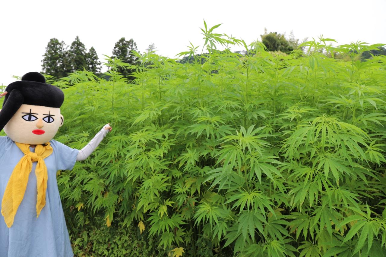 管内に自生する大麻草の抜去作業について 管内に自生する大麻草の抜去作業について